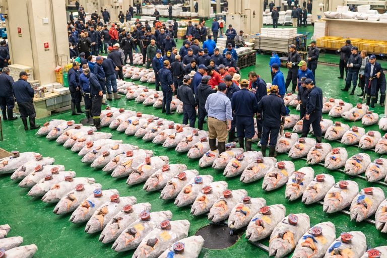Early morning tuna auction at Toyosu Market in Tokyo with rows of frozen tuna and buyers inspecting the fish.