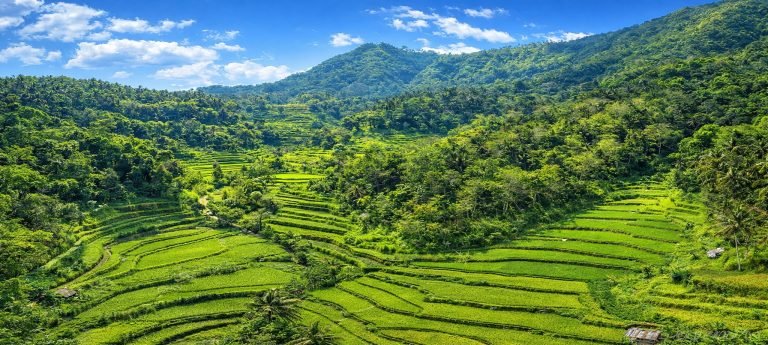 Bright green rice terraces in Bali cascading down forested hills under a clear blue sky, with crisp contours and lush tropical vegetation.