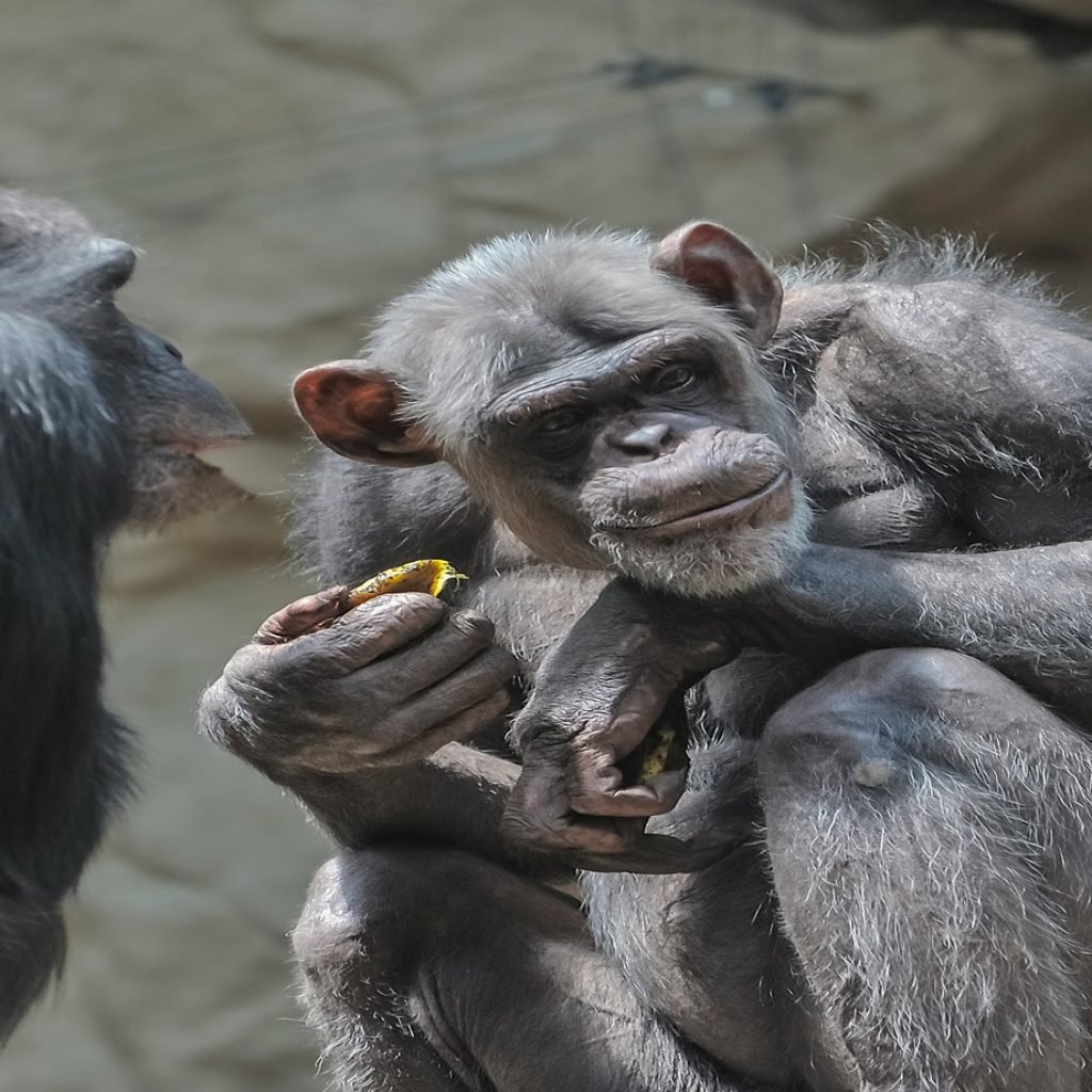 Close-up of chimpanzees resting on rocks, one holding fruit, in a natural habitat setting.