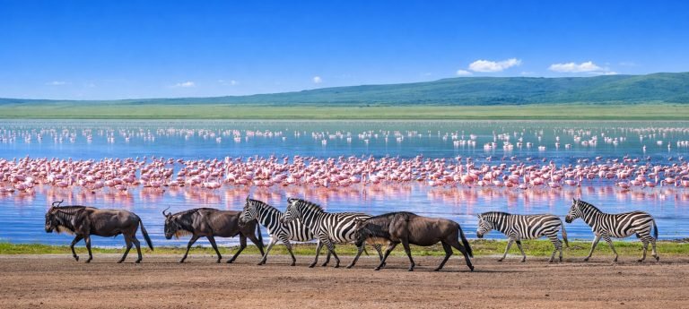 Zebras and wildebeest walking along a lakeshore with thousands of pink flamingos in the water under a bright blue sky in Tanzania