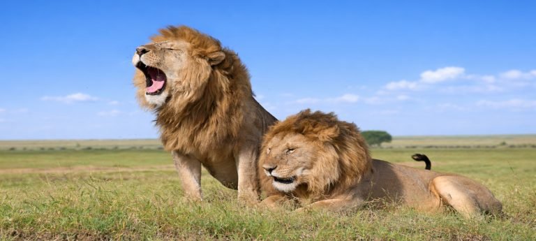 Two male lions resting in the grasslands of Tanzania’s savannah under a bright blue sky, one yawning while the other lounges nearby.