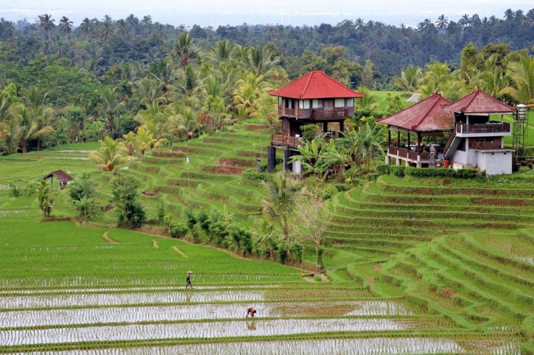 Rice terraces and tropical landscape near Ubud in Bali - things to do in Bali