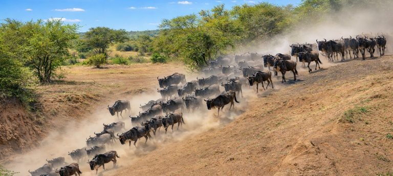 Wildebeest herd running down a sunlit savanna slope during the Great Migration with dust in the air and a zebra in the foreground