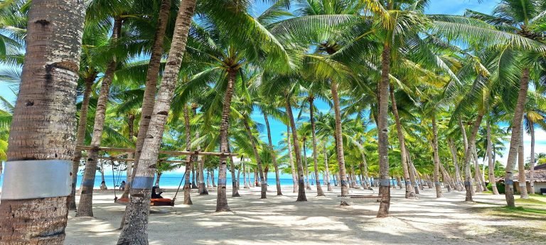 Palm tree grove on a tropical Hawaiian beach with white sand, turquoise ocean in the background, and sunlight filtering through tall coconut palms