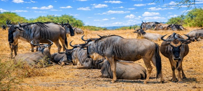 Wildebeest herd resting and standing on a sunlit African savannah under bright blue skies.