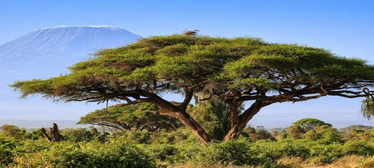 Wide acacia tree on the African savannah with Mount Kilimanjaro in the background under a bright blue sky.