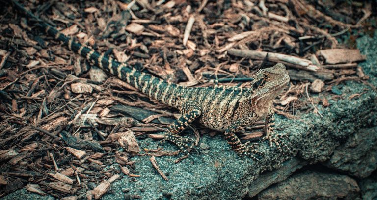 australian lizard in natural habitat one of the unique wildlife day trips from sydney ✅ Caption ✅ Description