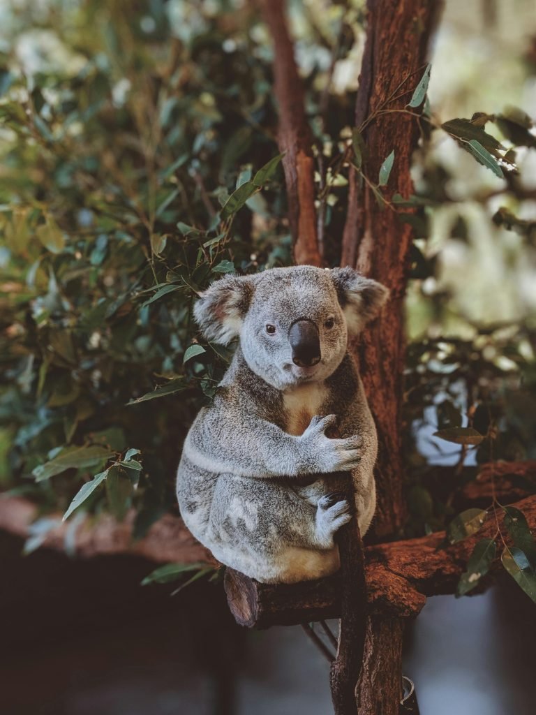Koala sitting on a tree branch in a leafy forest setting in Australia.