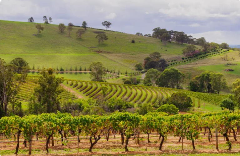 Rolling vineyard landscape in the Hunter Valley wine region near Sydney, Australia.