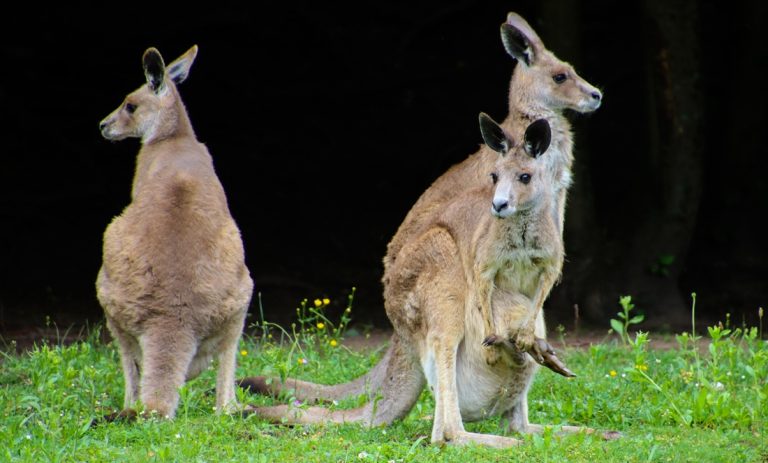 kangaroos in the wild near jervis bay one of the best day-trips-from-sydney for wildlife encounters ✅ Caption ✅ Description