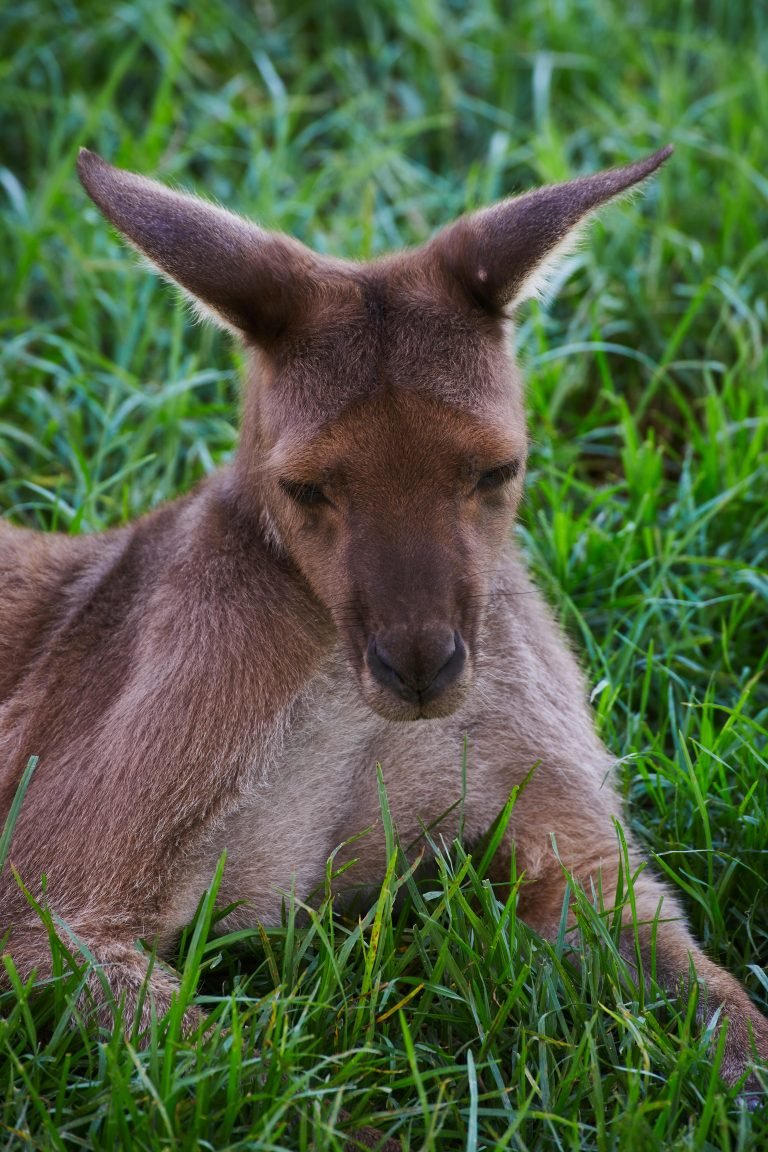 Day Trips from Sydney: Close-up of a kangaroo resting in green grass in Sydney, Australia.