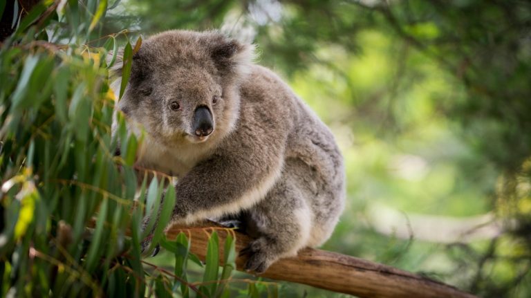 koala in natural habitat near sydney one of the best day trips from sydney for wildlife encounters