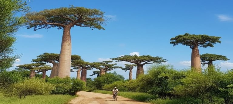 Baobab trees in the famous Baobab Alley in Morondava lining a dirt road in western Madagascar under a clear blue sky