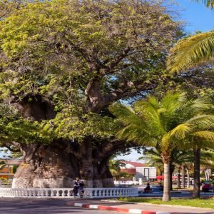 Famous baobab tree in Majunga (Mahajanga), Madagascar, surrounded by palm trees on a sunny afternoon