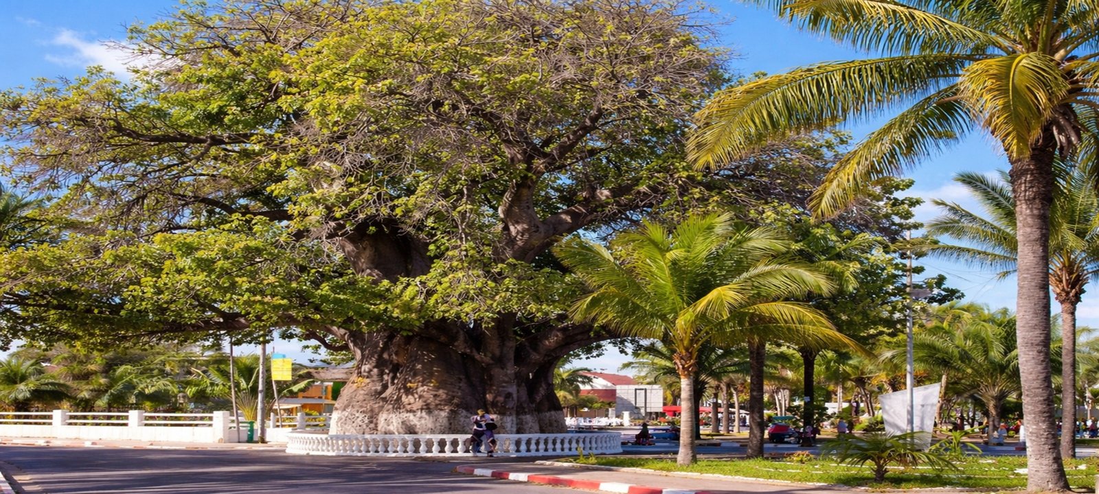 Famous baobab tree in Majunga (Mahajanga), Madagascar, surrounded by palm trees on a sunny afternoon