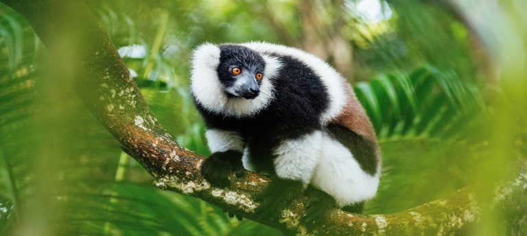 Black-and-white ruffed lemur resting on a tree branch in Madagascar’s rainforest
