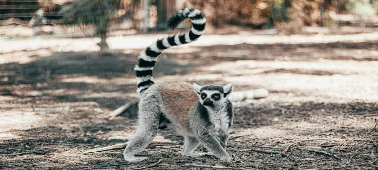 Ring-tailed lemur walking on the forest floor with its striped tail raised in Madagascar