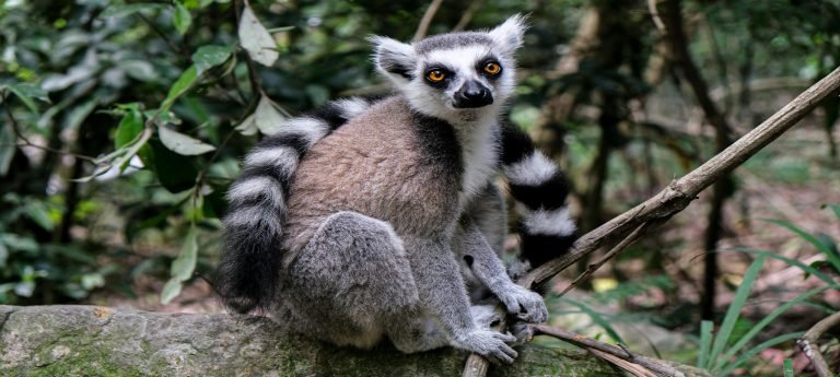 Ring-tailed lemur in Madagascar perched on a tree branch, highlighting the island’s unique wildlife and endemic species