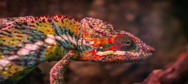 A panther chameleon, one of Madagascar’s most iconic and colorful endemic reptiles.