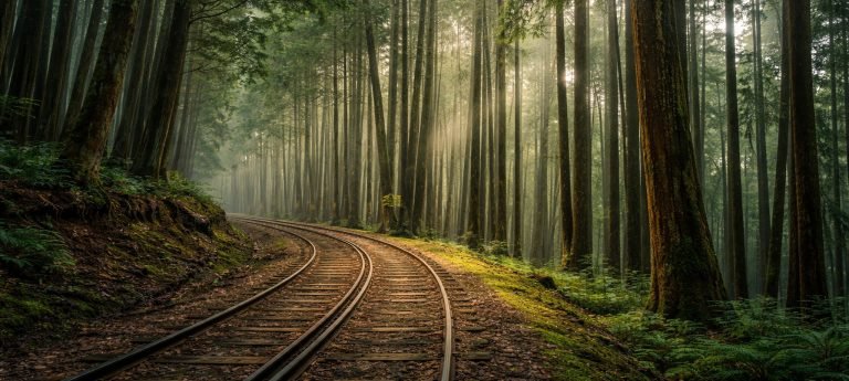 Misty Alishan forest in Taiwan with a curving railway track running through towering cedar trees and soft sunlight filtering through the fog.