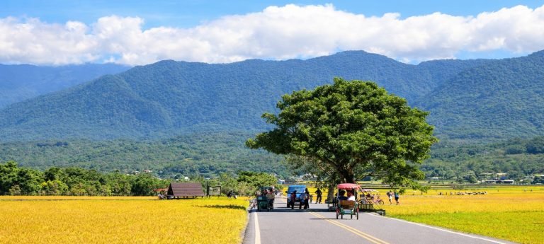 Sunny rural road through golden rice fields with cyclists and mountains near Hualien, Taiwan