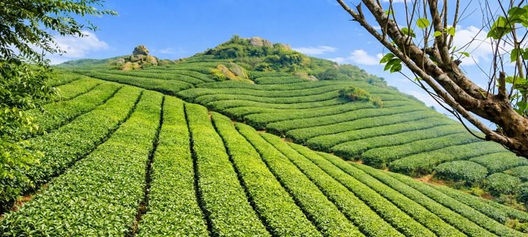 Terraced green tea plantations covering rolling hillsides in Alishan under a clear blue sky