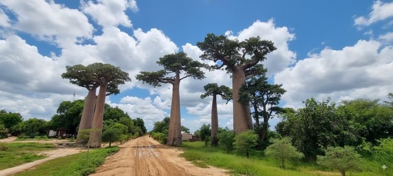 Giant baobab trees lining a dirt road in western Madagascar under a bright blue sky with large white clouds.