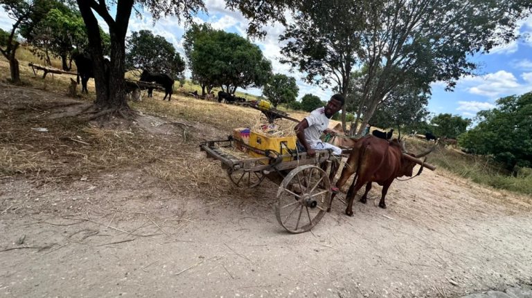 Voyage Madagascar - Transport traditionnel charrette zébu route rurale