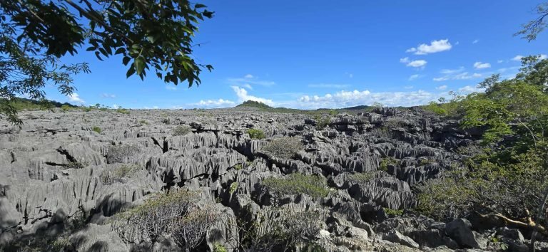 Sharp limestone pinnacles of Tsingy de Bemaraha National Park in western Madagascar