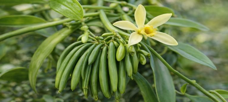 Fresh green vanilla beans growing on the vine in northern Madagascar, with a vanilla orchid flower in bloom.