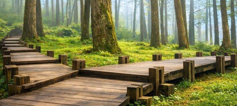 Terraced green tea plantations covering rolling hillsides in Alishan under a clear blue sky