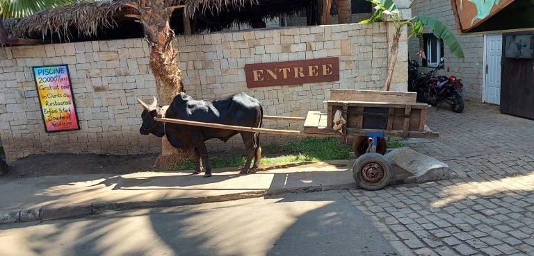 Things to do in Madagascar – everyday life with a zebu cart in Nosy Be