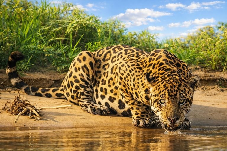 Jaguar drinking from a river in the Amazon rainforest under bright sunny blue skies.