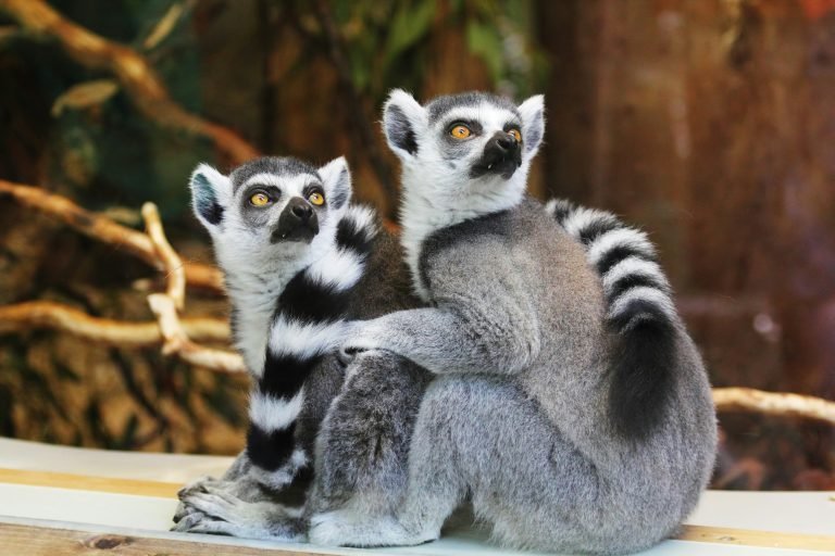 Two ring-tailed lemurs sitting together in a natural setting in Madagascar