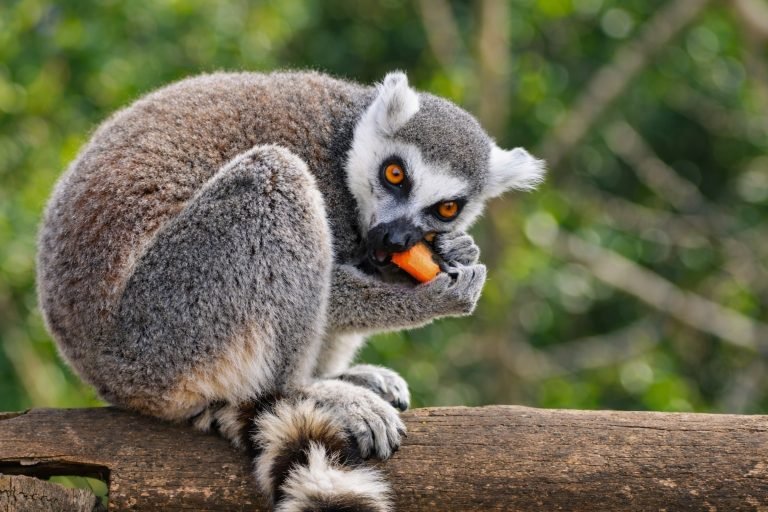 Maki catta assis sur une branche à Madagascar en train de manger un morceau de carotte