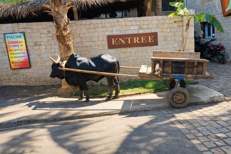 Charrette tirée par un zébu dans une rue ensoleillée à Madagascar lors d’un voyage à Madagascar