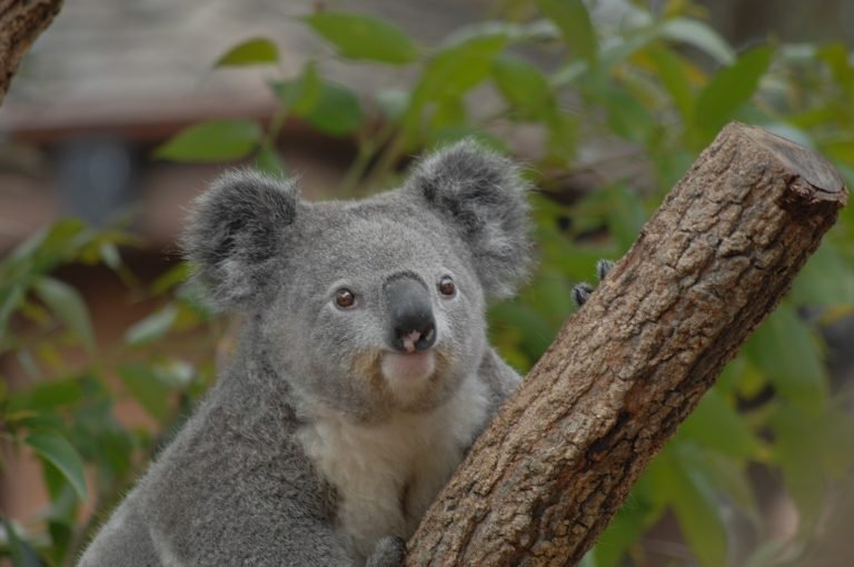 Sydney Tours Experiences - Wildlife encounter with a koala in a natural tree setting