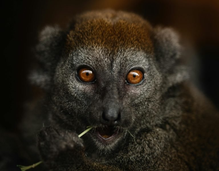 Close-up portrait of a brown lemur eating leaves — one of the many lemurs in Madagascar Caption Description
