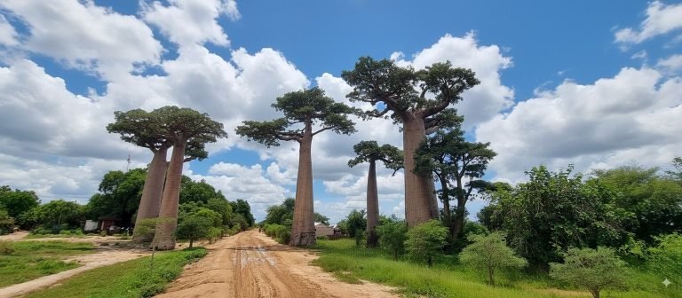 Baobab trees lining a dirt road in western Madagascar under a bright blue sky