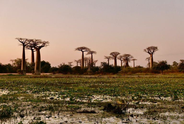 Baobab trees in western Madagascar landscape near the Avenue of the Baobabs