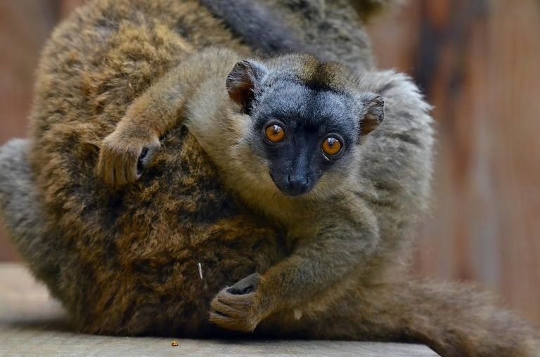 Brown lemur resting while grooming another lemur — one of the many lemurs in Madagascar Caption Description