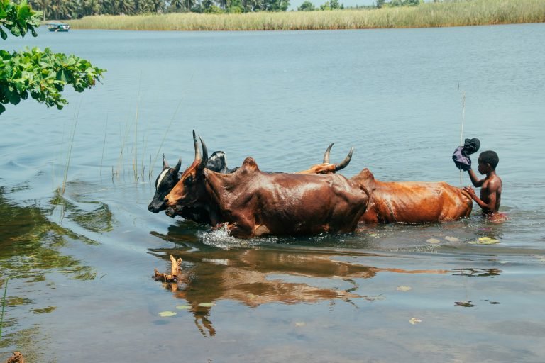 Zebu cattle crossing a river with a boy guiding them in rural Madagascar