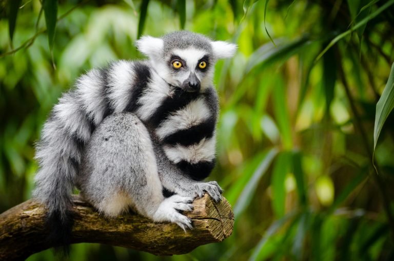 Ring-tailed lemur sitting on a tree branch in the rainforest of Madagascar Caption Description