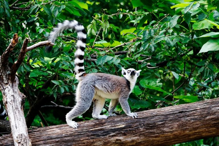 Ring-tailed lemur walking on a tree branch in the forest — one of the most recognizable lemurs in Madagascar