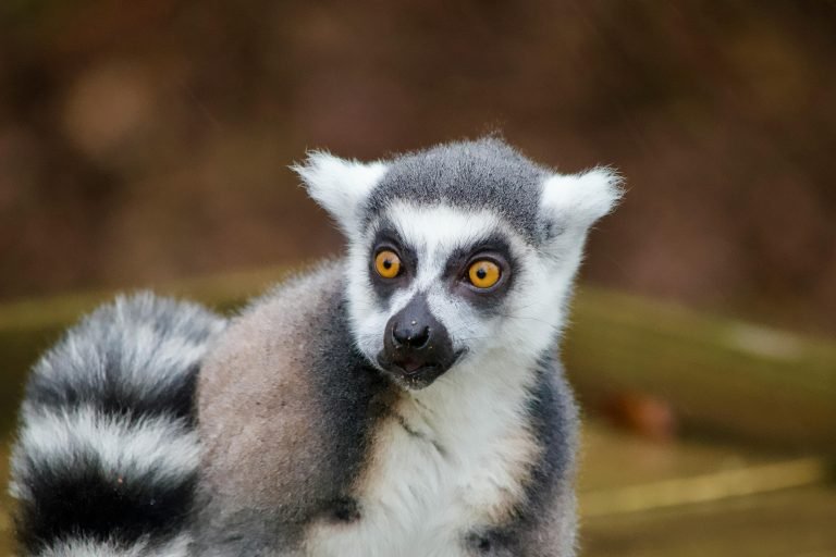 Ring-tailed lemur with bright yellow eyes sitting in the forest — iconic lemurs in Madagascar