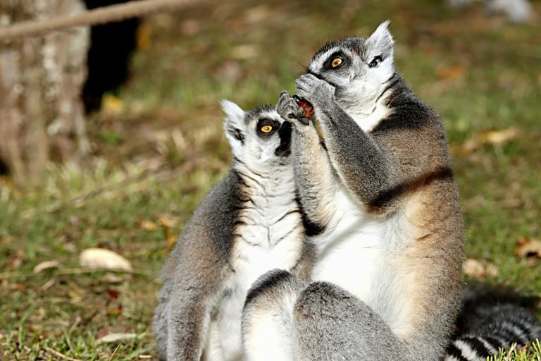 Two ring-tailed lemurs eating fruit together in the wild — feeding behavior of lemurs in Madagascar