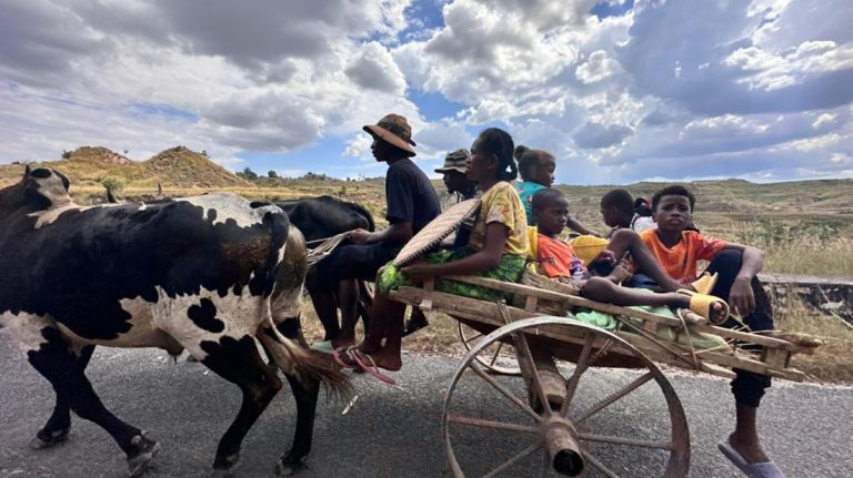 family riding zebu cart on rural road in Madagascar traditional transport countryside Caption: Description: