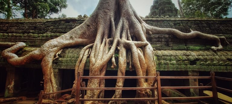 Things to do in Cambodia: giant tree roots growing over ancient temple ruins in Angkor Wat Siem Reap