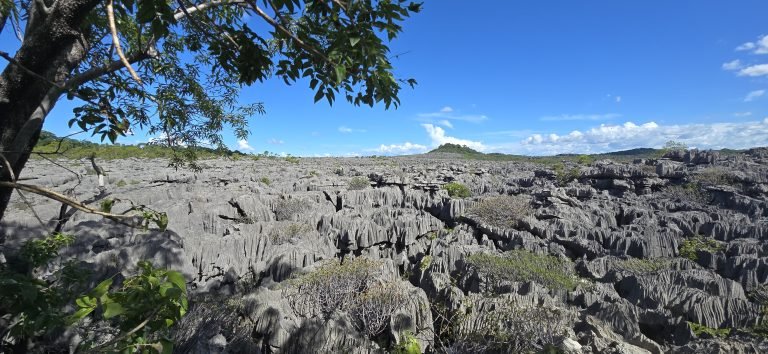 Limestone rock formations of Tsingy de Bemaraha National Park in Madagascar under blue skies Caption Description