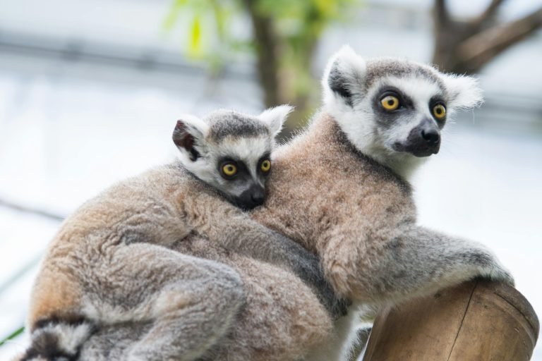 Two ring-tailed lemurs resting together on a wooden post — social lemurs in Madagascar Caption Description